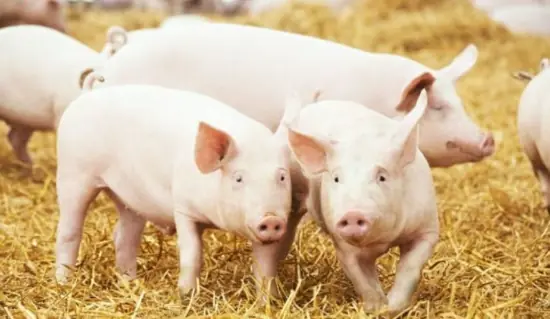 Why don't Americans eat pork?