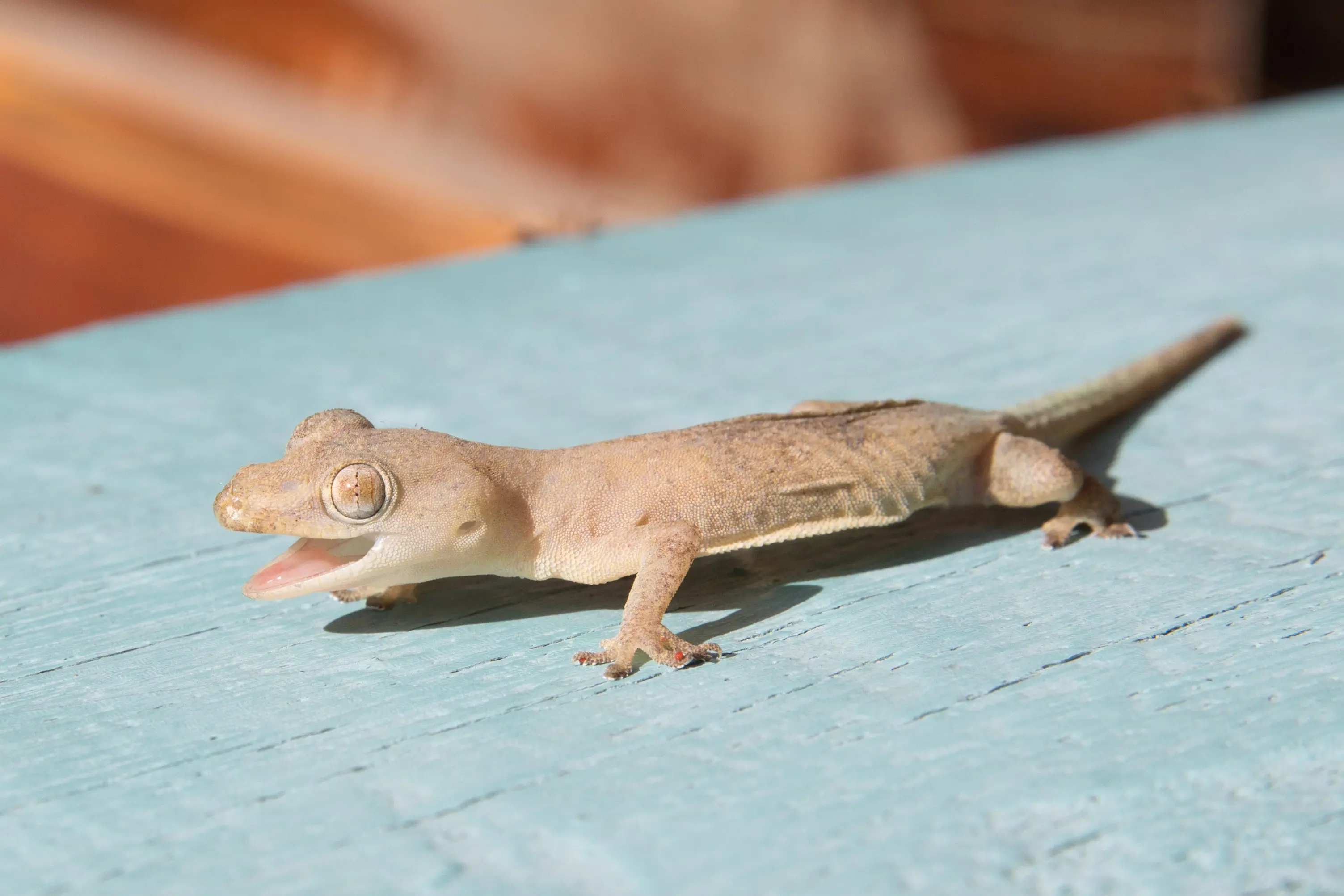 Dealing with recurring geckos at home? These simple tips may help keep them away