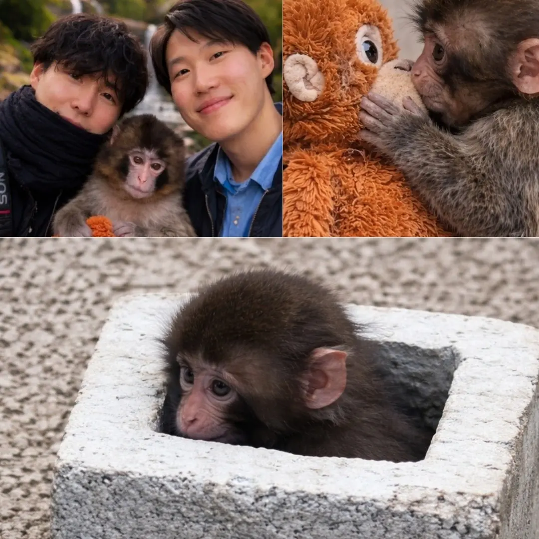 Punch the Macaque: A Journey of Curiosity, Comfort, and Connection