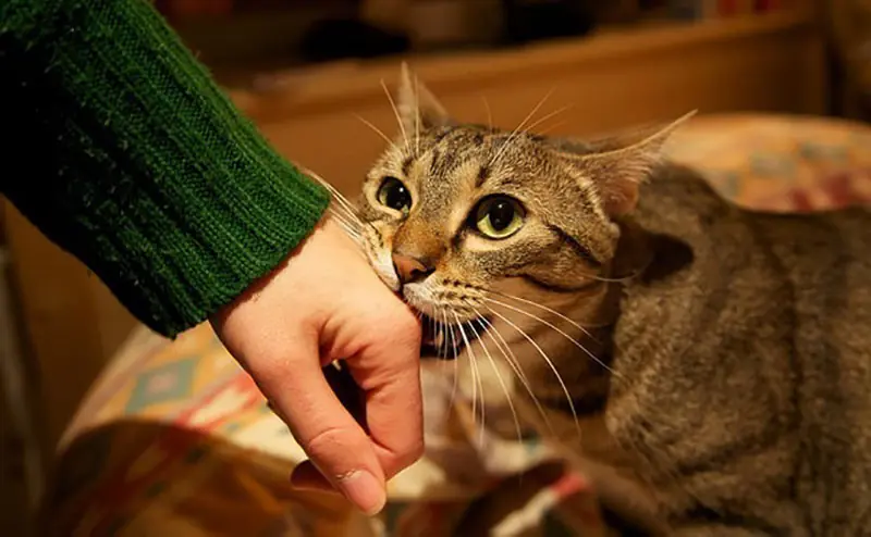 Here Are Some Cat Behaviors That Might Surprise You