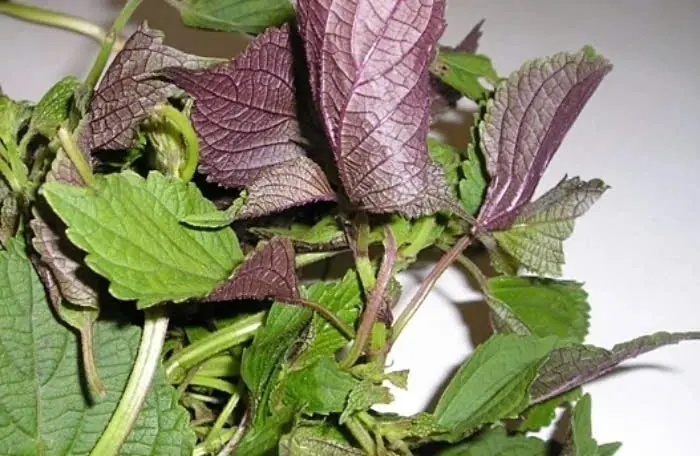 Perilla - Known for its healing properties, this leaf offers many advantages for overall health