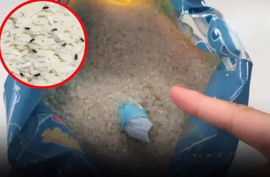 How to store rice to prevent weevils and mold