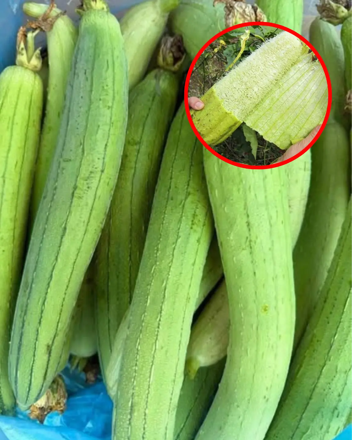 Why You Should Eat Luffa More Often: 6 Great Reasons