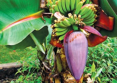 Banana Blossom Benefits: The Superfood Secret to a Healthier You