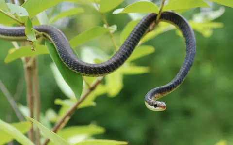 8 kinds of plants that might invite snakes into your living space