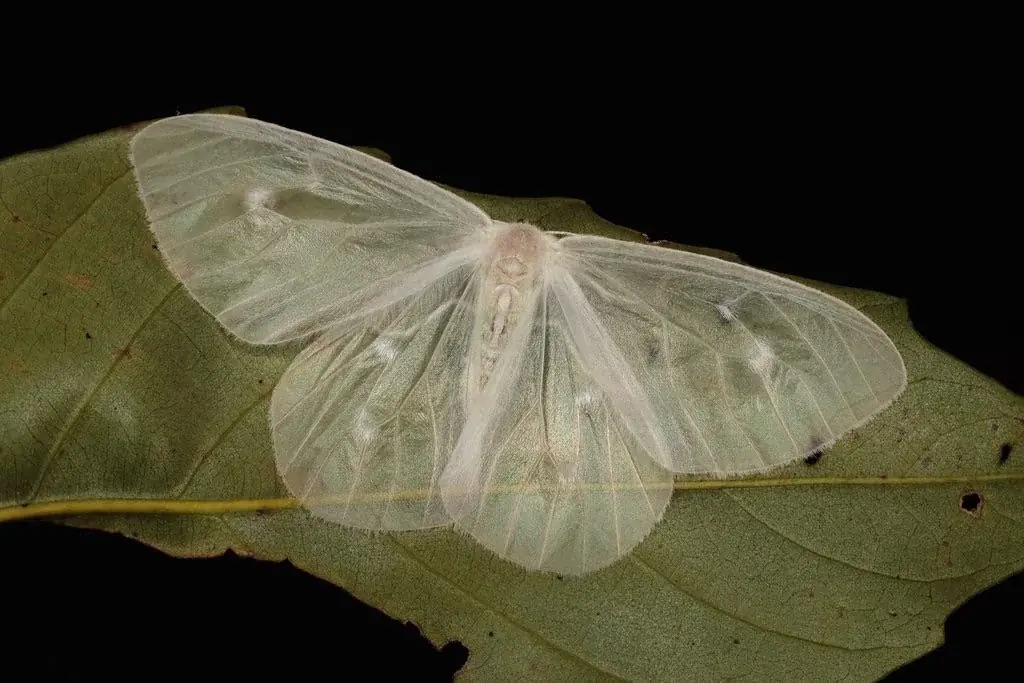 What Is the Hidden Meaning Behind a White Butterfly Visiting You?