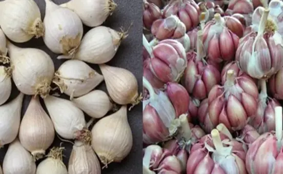 When buying garlic, is white or purple skinned garlic better?
