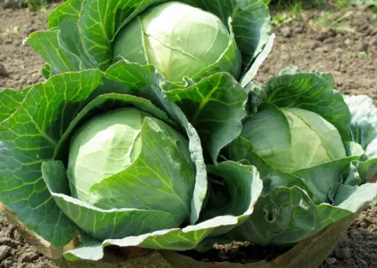 One Key Tip for Choosing Cabbage: Guaranteed Crunchy and Sweet Flavor