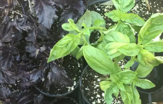 "King of herbs" is good for the heart and breaks down kidney stones