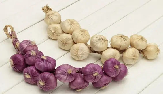 How do you choose between white and purple garlic when shopping?