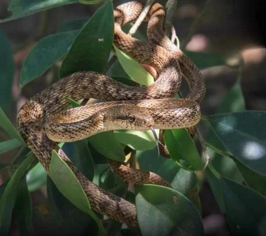 Pay attention to these types of plants in your garden