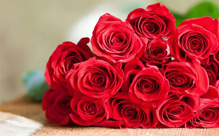 The Secret Strength of Roses: More Than Just Beauty and Aroma