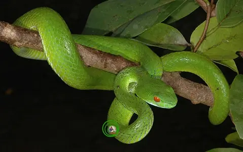 How to Tell Venomous from Harmless Snakes - What to Know for Quick Safety