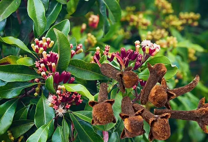 7 Impressive Benefits of Cloves for Men’s Well-Being