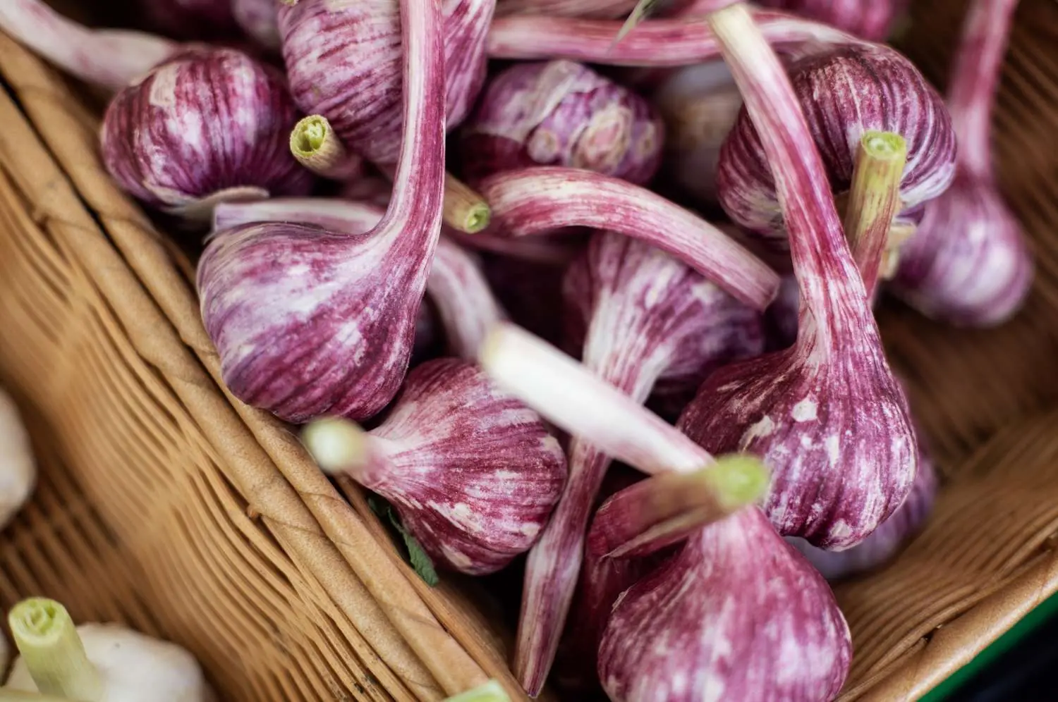 What Happens If You Chew 3 Cloves of Raw Garlic Every 12 Hours? The Effects May Surprise You