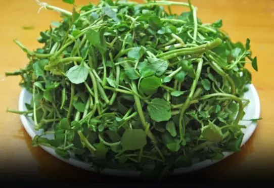 4 Nutrient-Rich Vegetables to Include in Your Meals