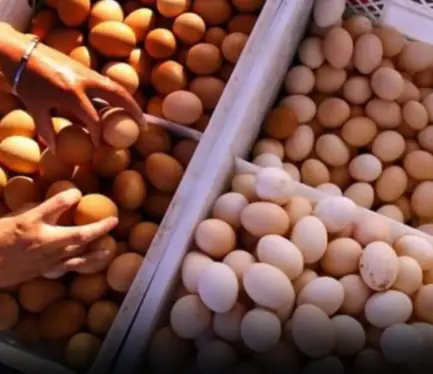 Choosing Between Brown and White Eggs: What to Know