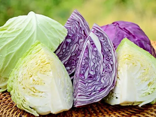 Cabbage can cause potential health problems if you’re not mindful