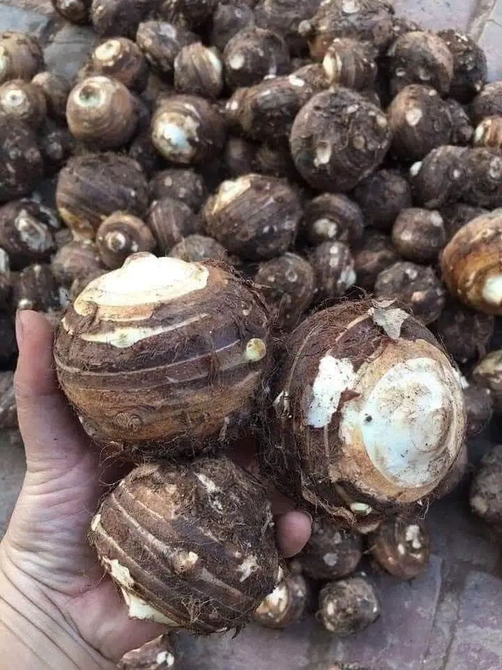 A Village With Surprisingly Low Cancer Rates — Their Secret Isn’t Expensive Supplements but a Simple Root Vegetable