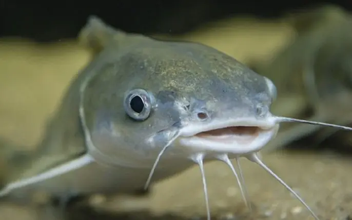 Underrated fish full of nutrients that more people should be eating