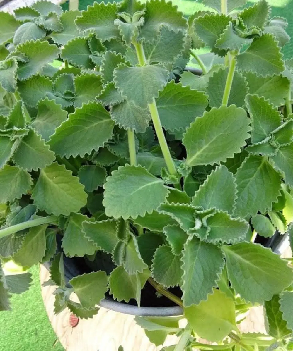 The Secret Power of 1 Oregano Leaf a Day — You’ll Be Amazed