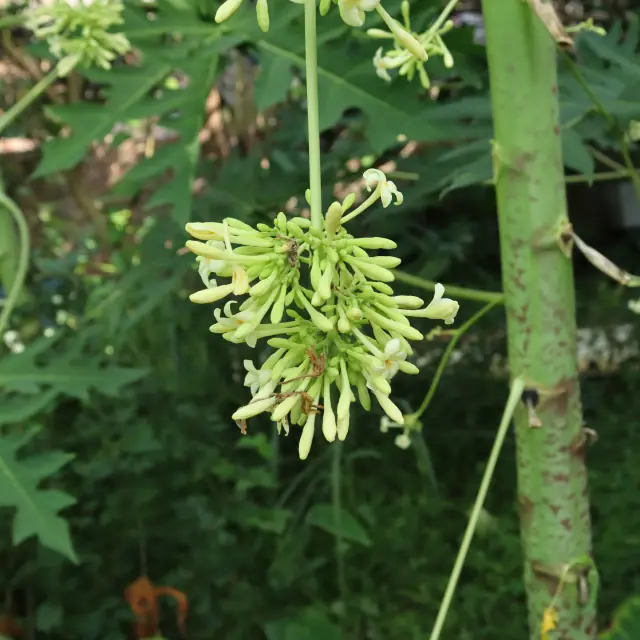 Few people know just how powerful male papaya flowers really are… Here’s what you need to know