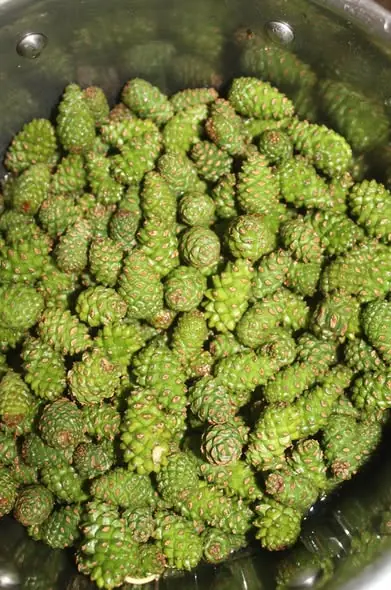 Pine cones seem ordinary… until you discover their hidden power