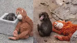 Not just cute—he’s on a quiet journey to feeling safe again