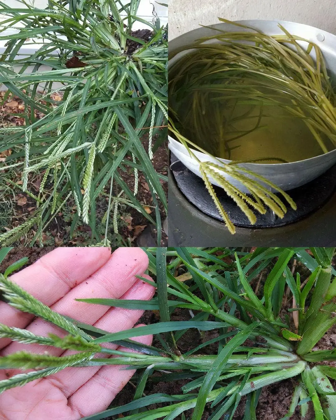 Goosegrass (Cỏ Mực): The Surprising Power You’ve Never Heard Of