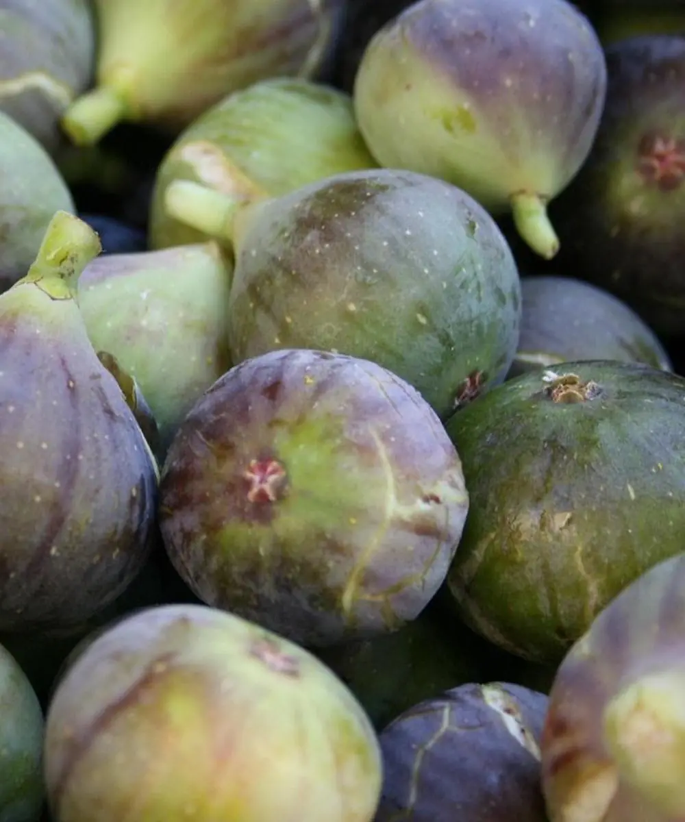 A Simple Fig Remedy Linked to Relief for Back, Spine, and Knee Pain