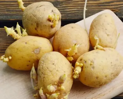Unexpected effects of sprouted potatoes