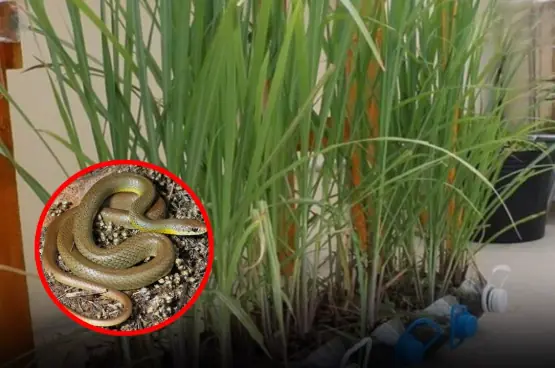 Be careful when planting these plant