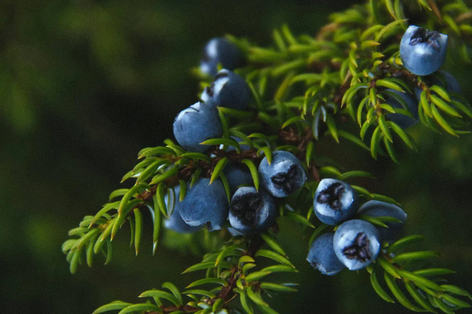 Why juniper is still valued today for its natural healing properties?