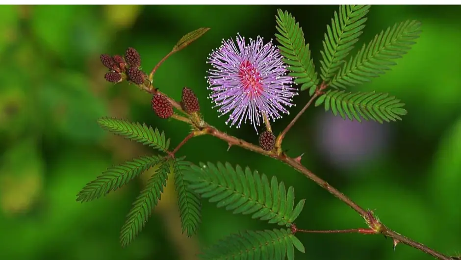 The hidden effects of mimosa leaves and their potential applications