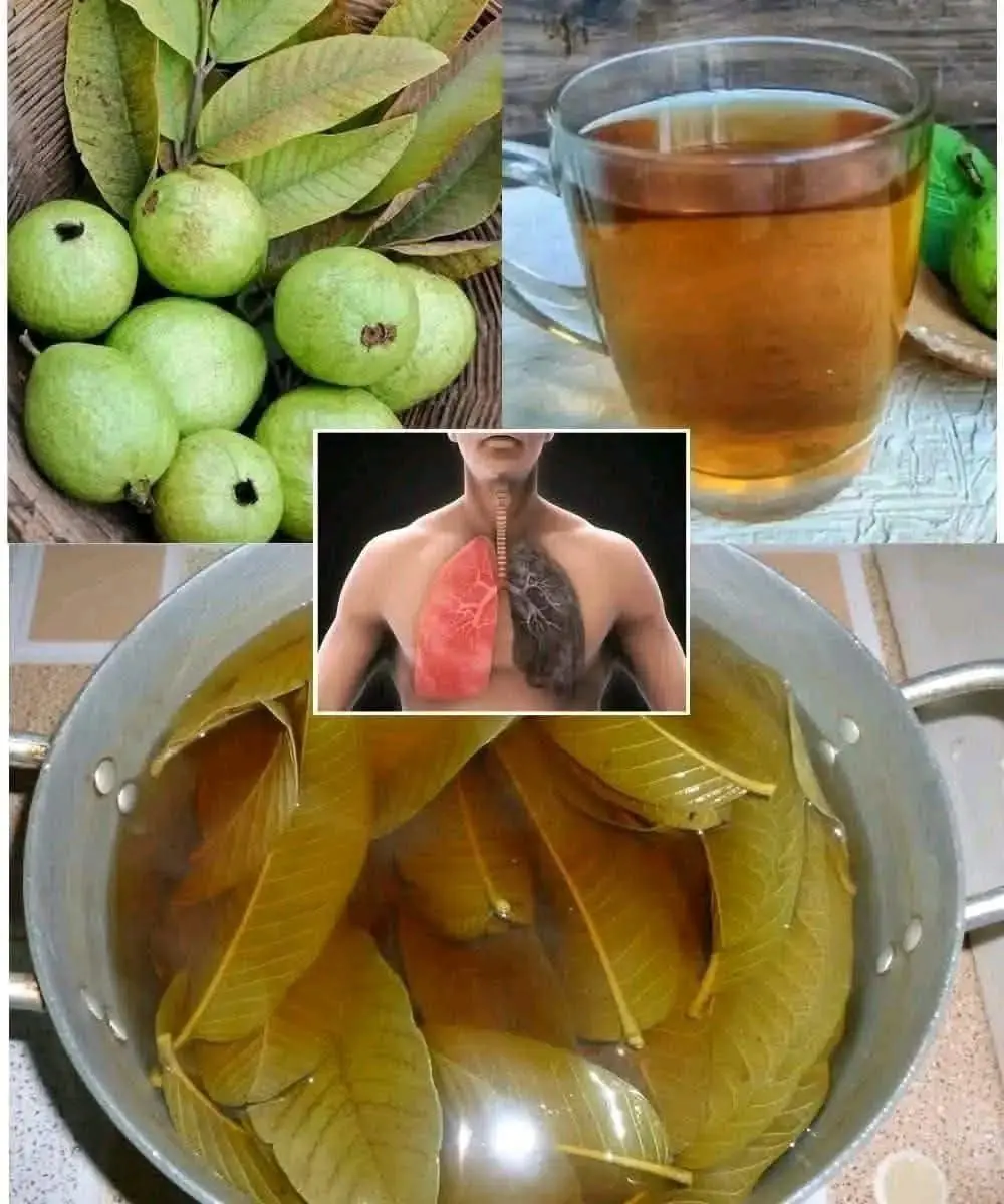 17 Surprising Benefits of Guava Leaves You Might Not Know