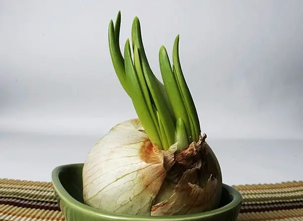 Sprouted garlic isn’t useless - it actually contains beneficial compounds for your health