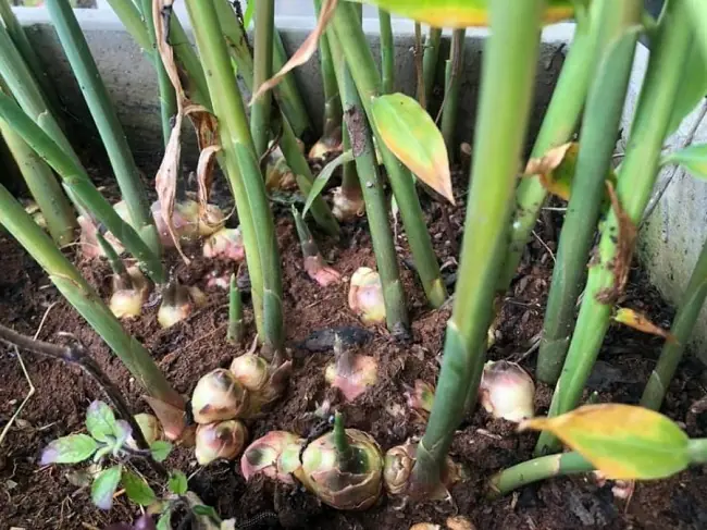 Easy tips to grow ginger at home for large, juicy roots all year long