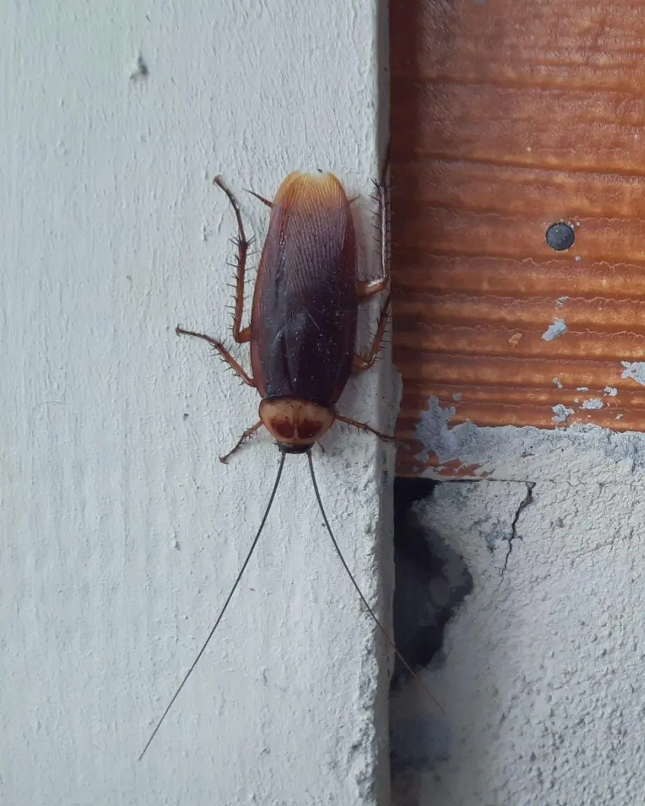 Do Cockroaches Really Visit You While You Sleep? The Truth Behind a Viral Claim