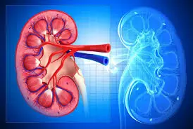 Kidney Atrophy Before Age 30: Doctors Warn About 2 Habits That May Lead to Kidney Failure