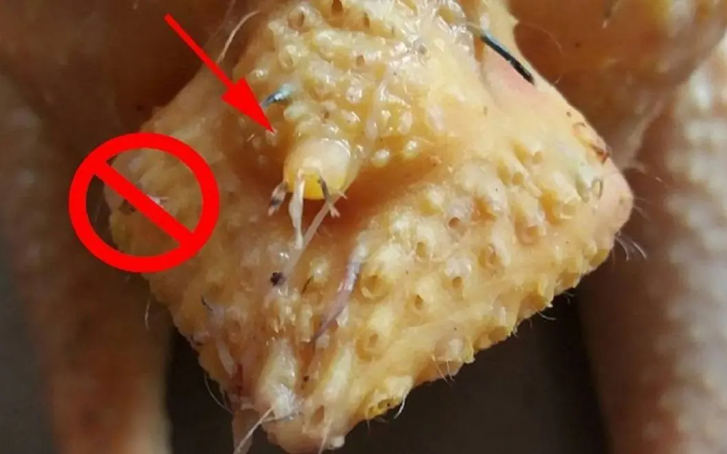 4 Common Chicken Parts People Assume Are Healthy (But Aren’t Always)