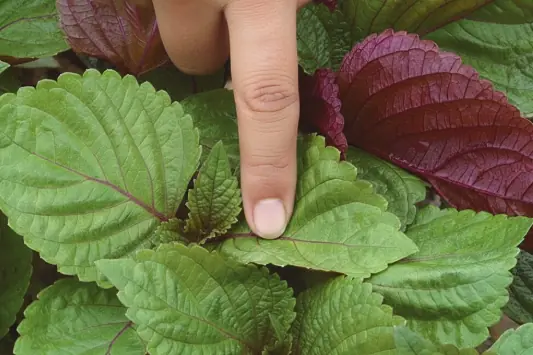 Not everyone knows about this leaf