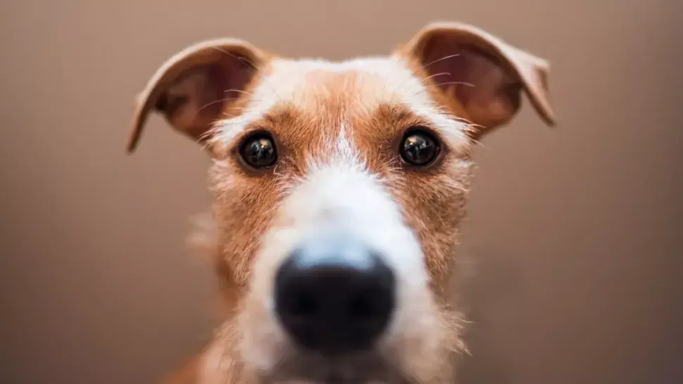 Why Does Your Dog Keep Staring at You? Here’s What It Really Means