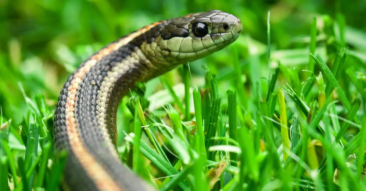 Adding these 5 plants to your garden can help deter snakes effectively