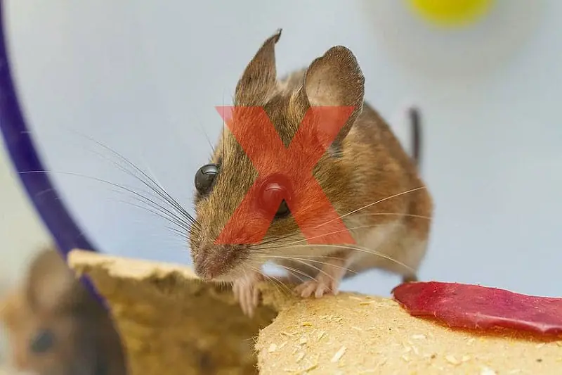 Mix this with a bowl of rice, and mice will quickly disappear from your house