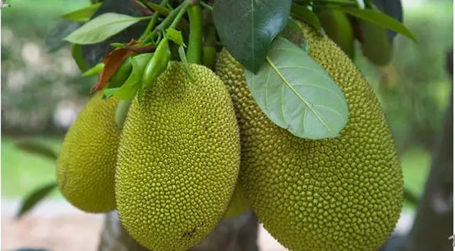 5 Types of People Who Should Be Careful When Eating Jackfruit, According to Experts