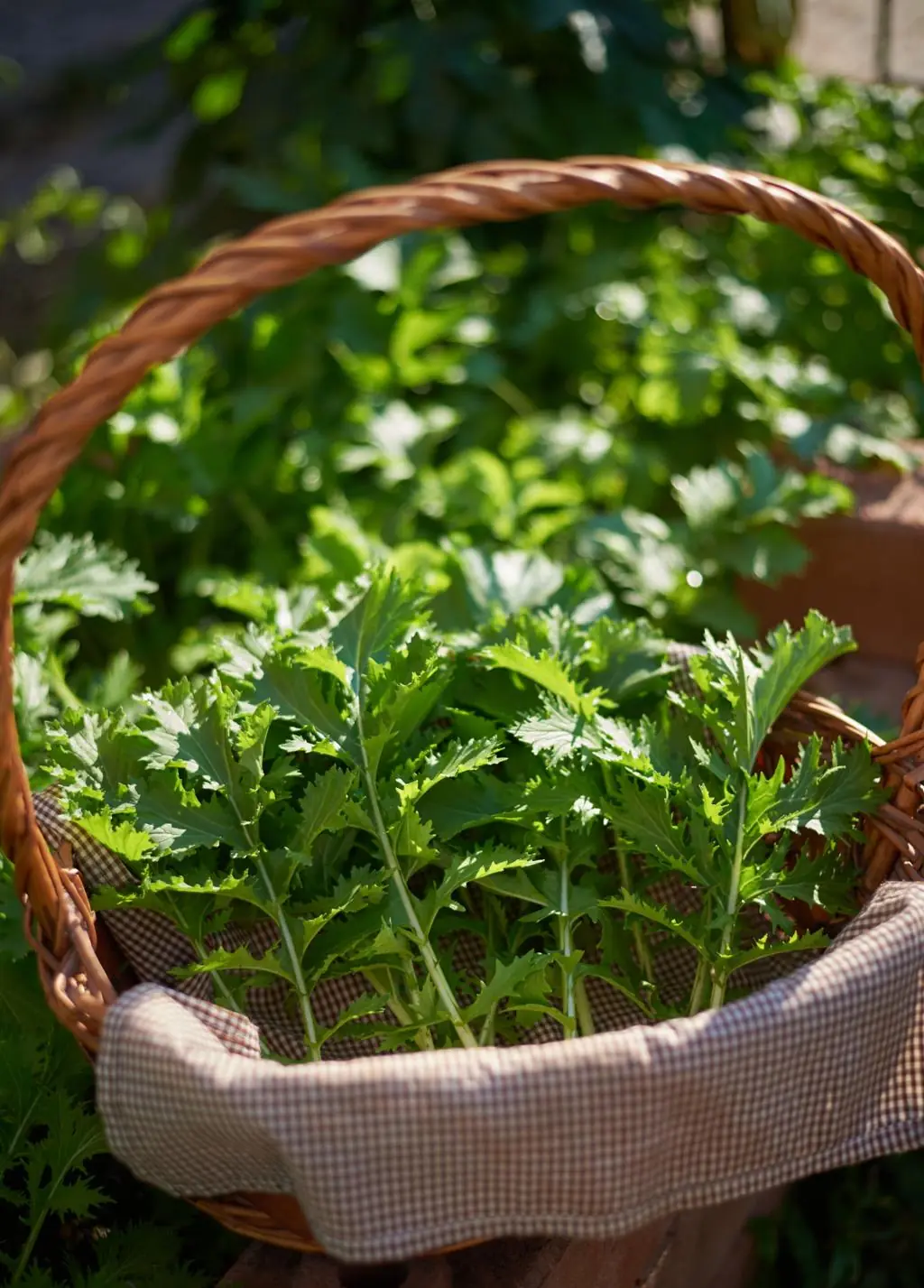 A Humble Garden Vegetable with Surprising Health Benefits