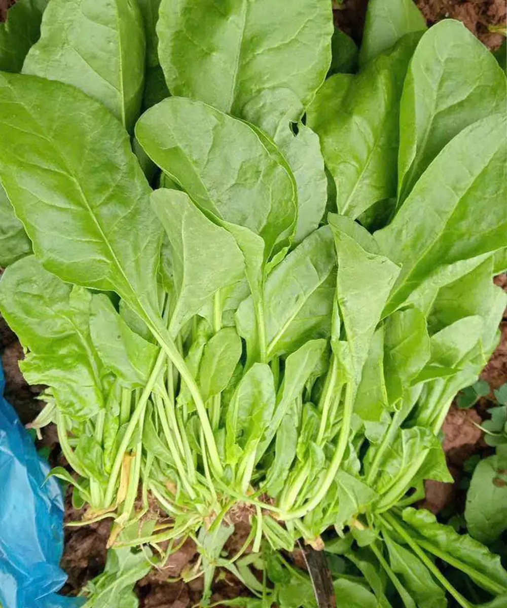 Doctors Reveal Potential Risks of Eating Spinach That Many People Overlook