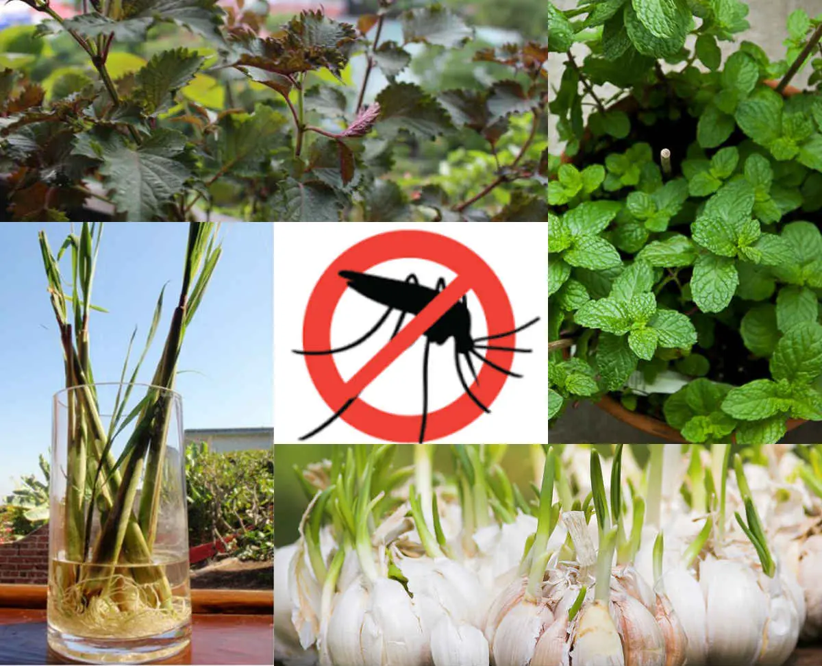 These 7 Small Plants Can Protect Your Home from Mosquitoes, Flies and Cockroaches