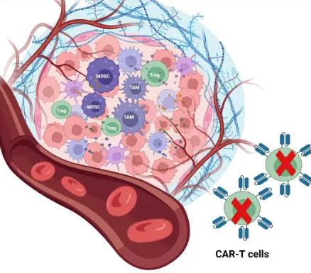 Modified CAR T-Cell Therapy Successfully Eliminates Solid Prostate Tumors in Mice