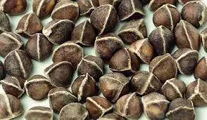 Moringa Seeds: 10 Hidden Benefits That May Surprise You